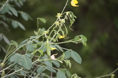 Crotalaria laburnifolia